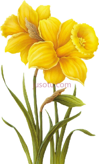 黄花,yellow flower PNG