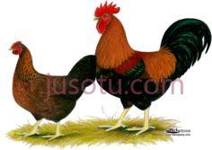 母鸡PNG