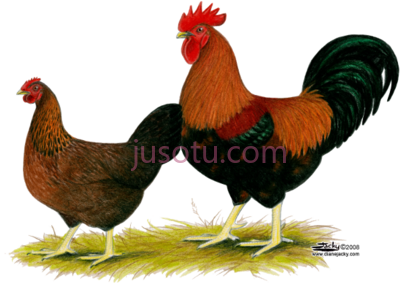 母鸡,hen PNG