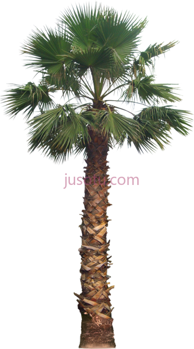 棕榈树,20 tree california palm PNG