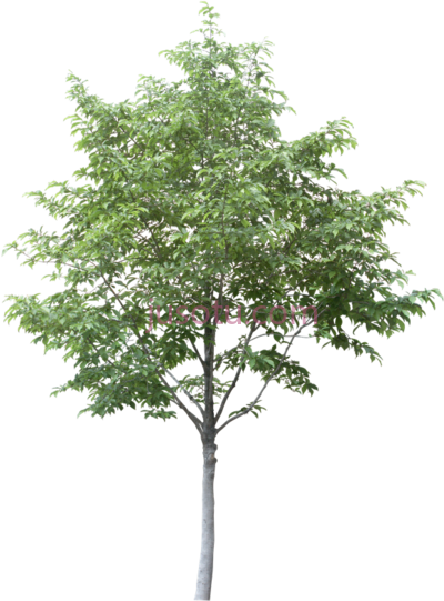 树木,arboles en planta PNG