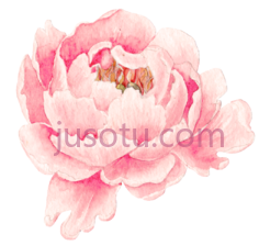 粉红色牡丹花, PNG
