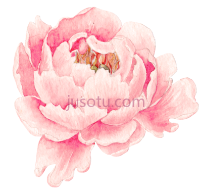 粉红色牡丹花,this pink peony flower PNG