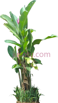 热带植物,banana tree PNG