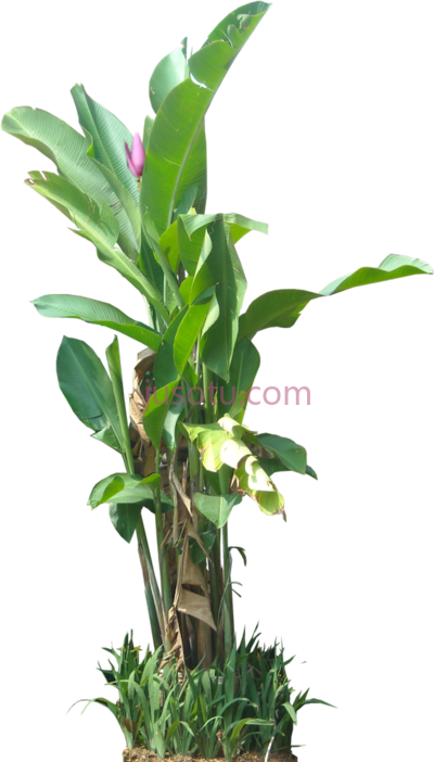 热带植物,tropical plant PNG