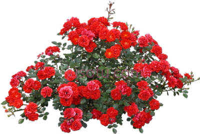 红玫瑰,tubes trees shrubs foliage PNG