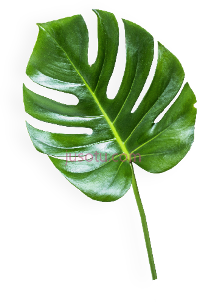香蕉叶,banana leaf PNG