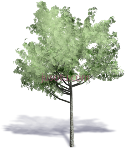 树,generic summer tree PNG