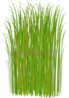 草PNG
