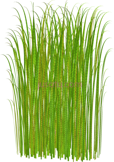 草,tall grass PNG