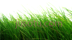 草PNG