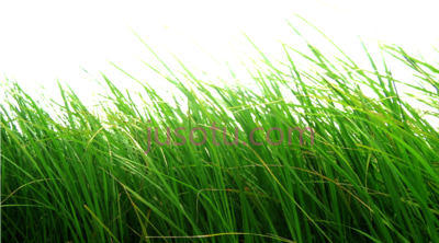 草,grass PNG