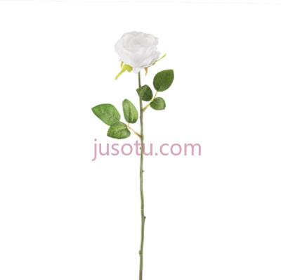 白玫瑰花茎,white rose flower stem PNG