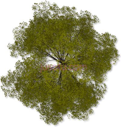 树顶,pics trees top PNG