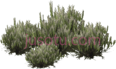 沙漠灌木PNG
