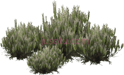 沙漠灌木,desert shrub PNG