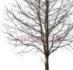 枯树干,cut out tree PNG