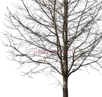 枯树干,deciduous winter i cutout trees PNG
