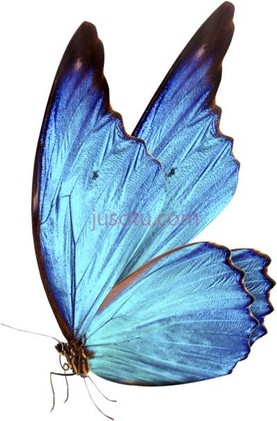 蓝蝴蝶,blue butterfly house PNG