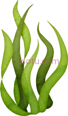 海藻海洋PNG