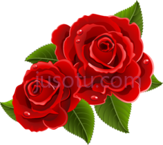 红玫瑰PNG