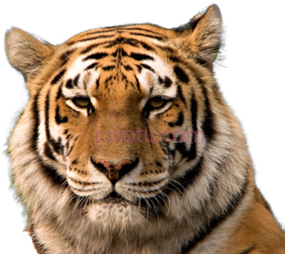 虎头,tiger head PNG