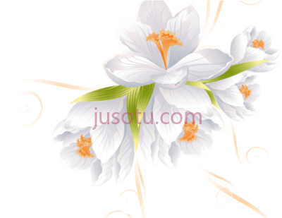 白花,white flower PNG