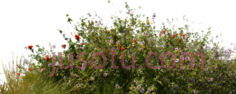 灌木丛野花草PNG