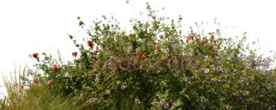 灌木丛野花草,wild flowers grass PNG