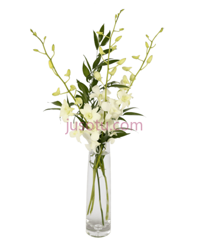 兰花,orchids white flower bud vase PNG