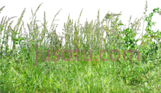 草,植物,植被,草木 PNG