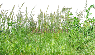 草,tall grass PNG