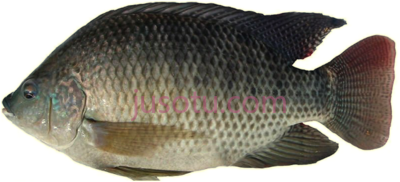 罗非鱼,tilapia fish PNG