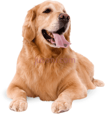 狗,dogs royalty library PNG