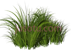 草,植物,植被,草木 PNG