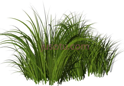 草,tall grass PNG