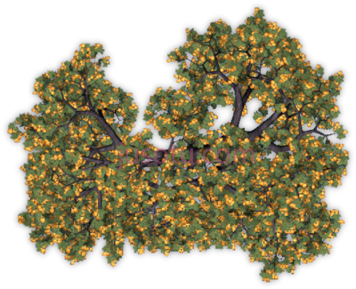 果树,fruit trees PNG
