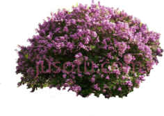 树木景观花丛, PNG