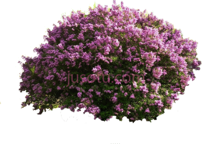 树木景观花丛,tree perspective landscape flower bushes rendering PNG