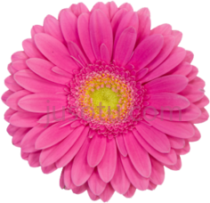 粉红雏菊花,pink daisy flower art PNG