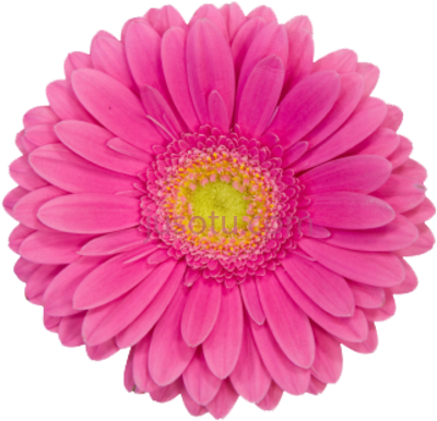 粉红雏菊花,manicures pedicures skin care PNG