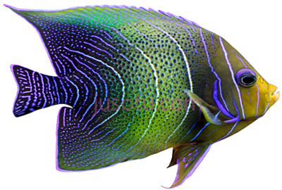 热带鱼,tropical fish PNG