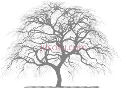枯树,silhouette PNG