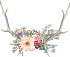 鹿角花flowersPNG