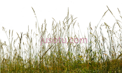 草坪,cut out people tree sketches grass presentation PNG