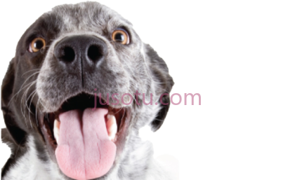 快乐狗,happy dog library PNG