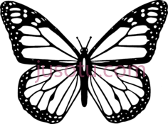 黑白蝴蝶PNG