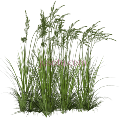 观赏草,icons ornamental grass PNG