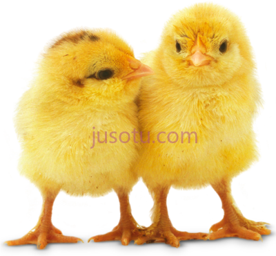 小鸡,baby chicken chicks guns PNG