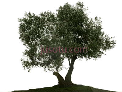 橄榄树,olive tree white PNG